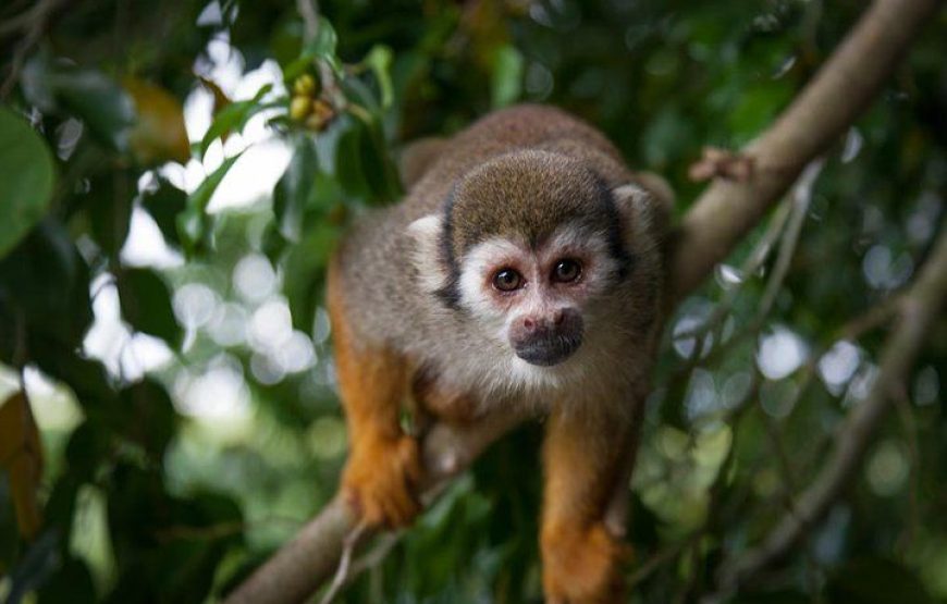 Jungle Monkeys
