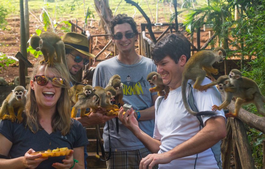 Jungle Monkeys