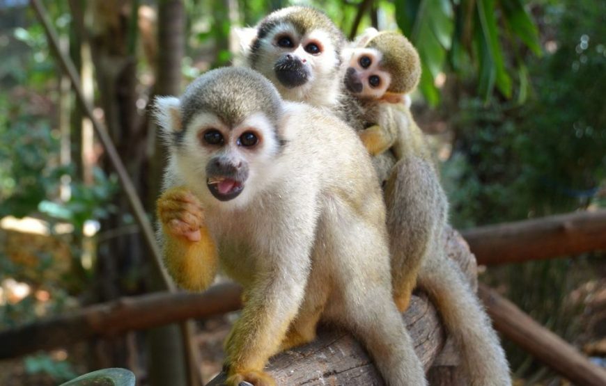 Jungle Monkeys